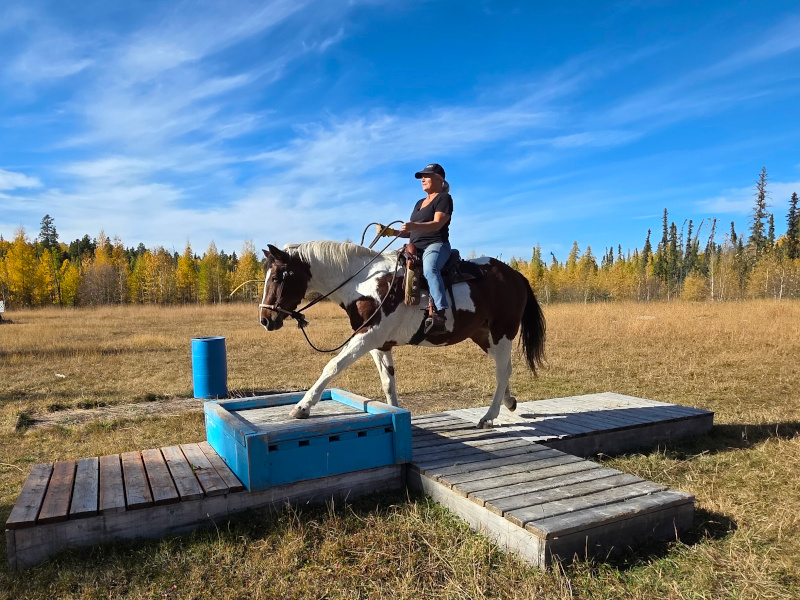 a horse and rider crossing a platform obstacle